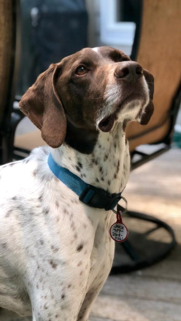 /Images/uploads/Southeast German Shorthaired Pointer Rescue/segspcalendarcontest2018/entries/9121thumb.jpg